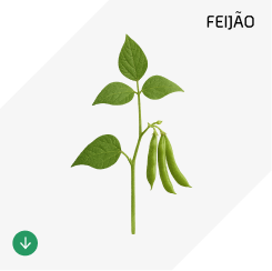 Feijão