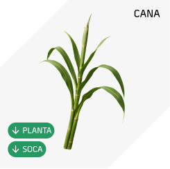 Cana