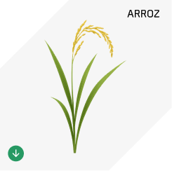 Arroz