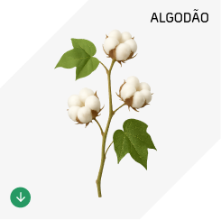 Algodão