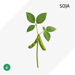 Soja