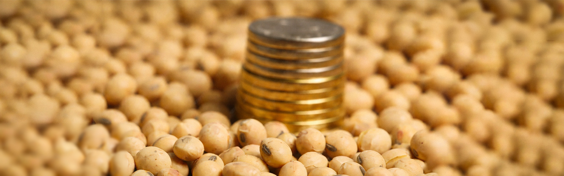 safra de soja com moedas empilhadas